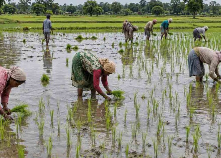 छत्तीसगढ़ में 69% खरीफ बोनी पूरी, किसानों को 9.22 लाख मीट्रिक टन खाद और 4.12 लाख क्विंटल बीज वितरित
