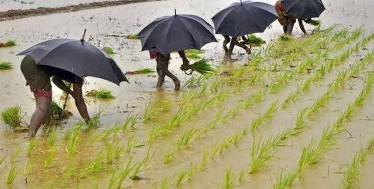 छत्तीसगढ़ में मानसून मेहरबान, सामान्य से 3% अधिक बारिश; 41.25 लाख हेक्टेयर में खरीफ की बोनी पूरी
