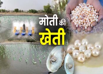 बस्तर में मोती की खेती की संभावनाएं अपार, किसानों की बेरुखी बनी चुनौती