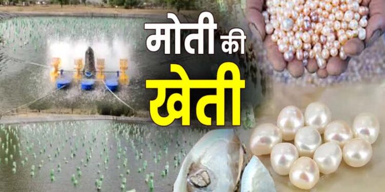 बस्तर में मोती की खेती की संभावनाएं अपार, किसानों की बेरुखी बनी चुनौती