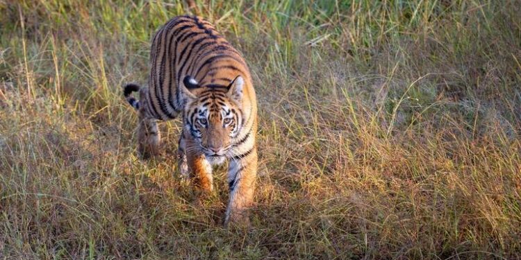 बस्तर के जंगलों में बढ़ेगी बाघों की सुरक्षा, स्पेशल फोर्स संभालेगी मोर्चा